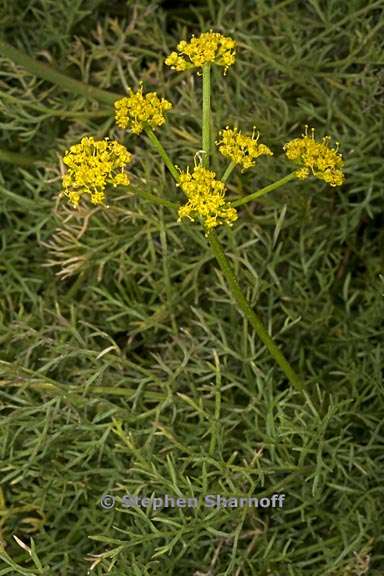 lomatium torreyi 1 graphic